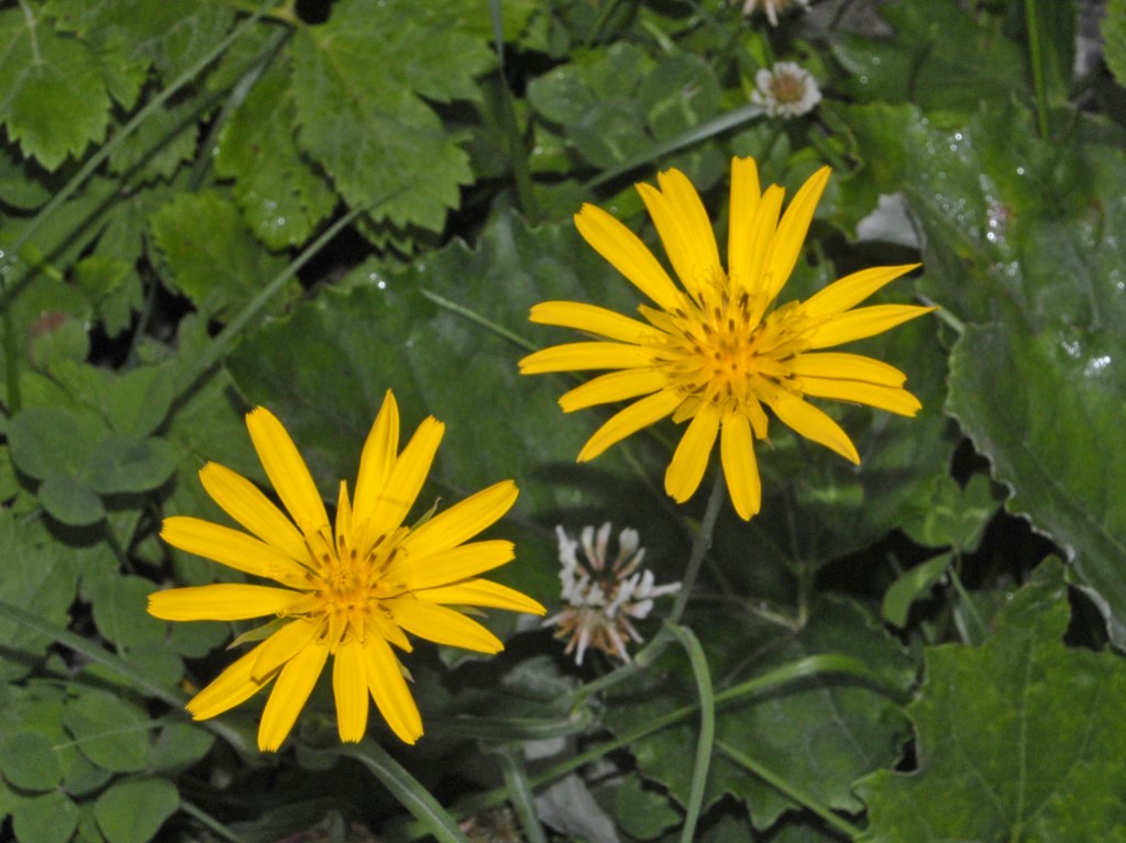 Tragopogon pratensis / Barba di becco